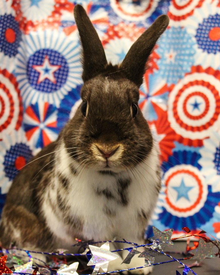 Women’s Animal Center