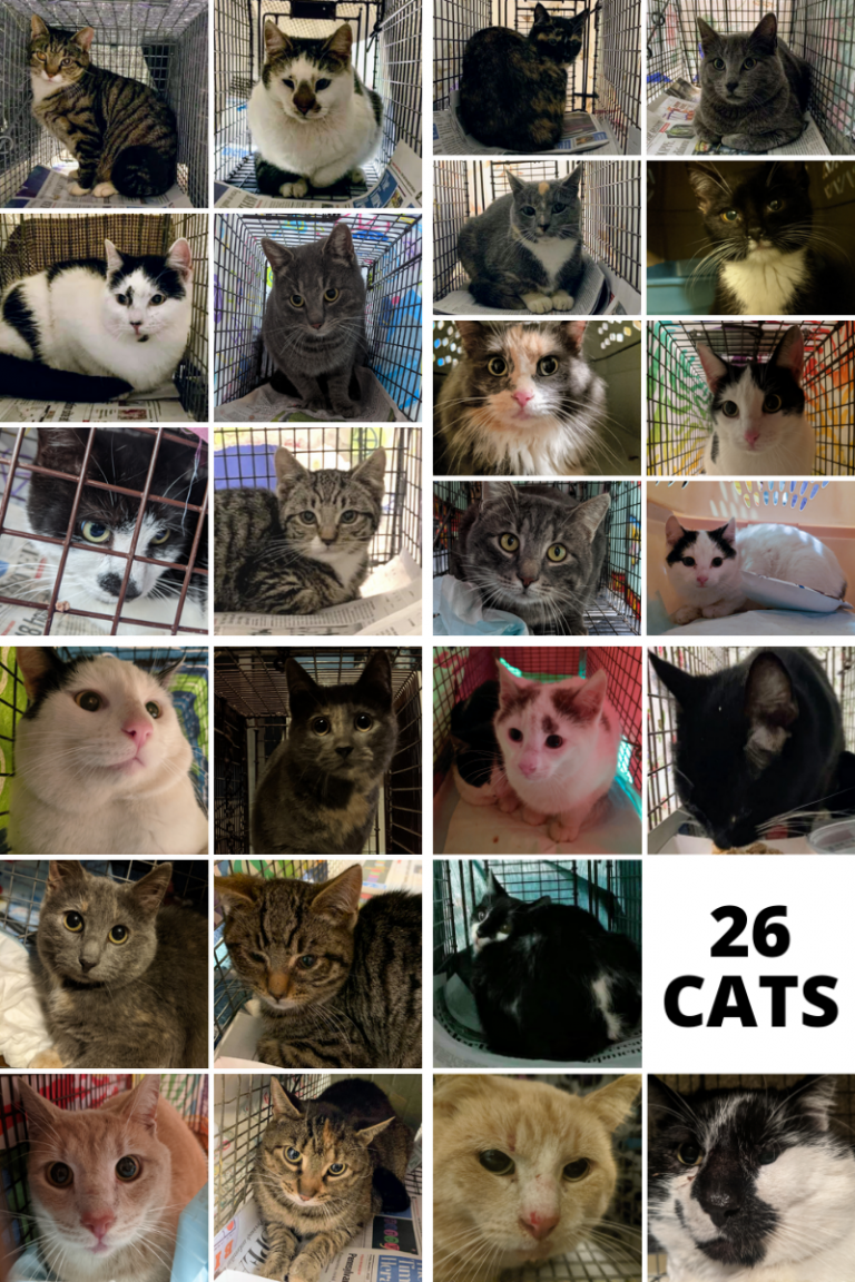 26 Cats