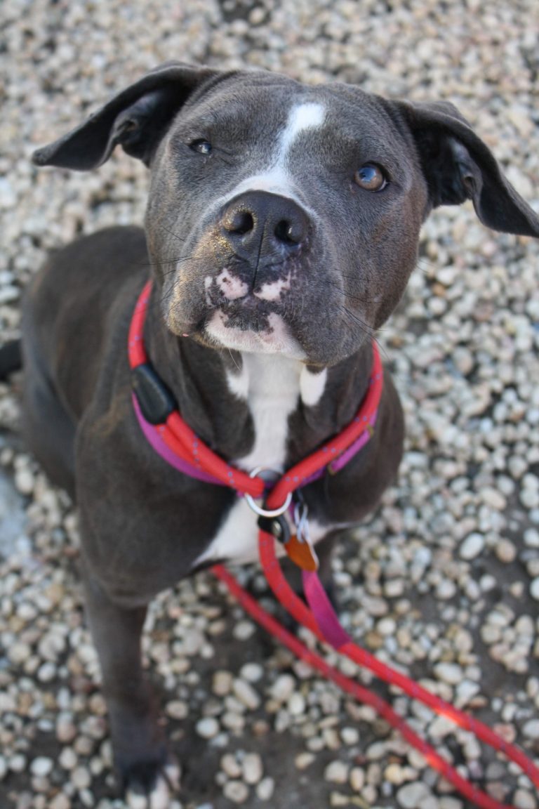 BSL Documented Argument